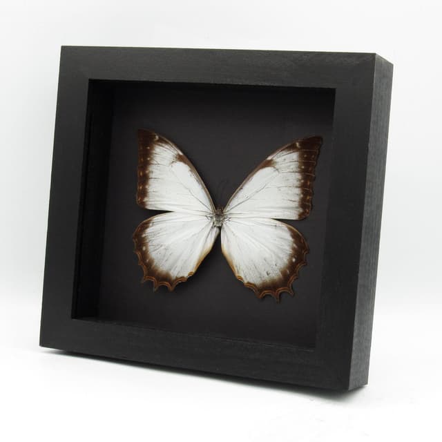 Real large white butterfly framed taxidermy - Morpho theseus juturna
