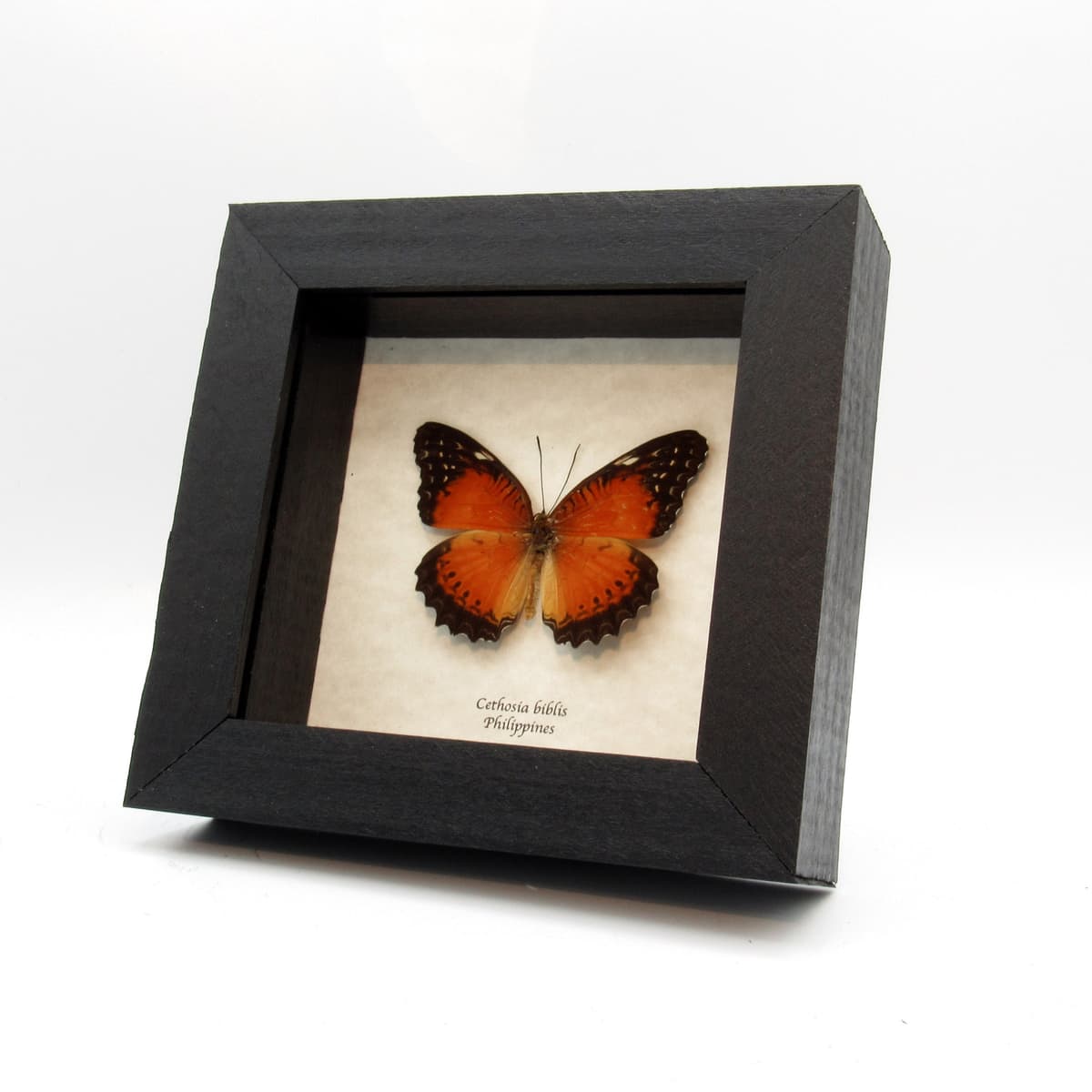 Real Red-orange butterfly framed taxidermy - Cethosia biblis