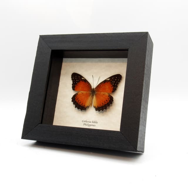 Real Red-orange butterfly framed taxidermy - Cethosia biblis