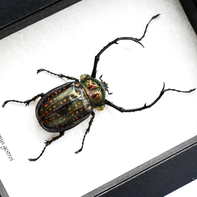 Real Long-armed Scarab beetle framed - Cheirotonus gestroi