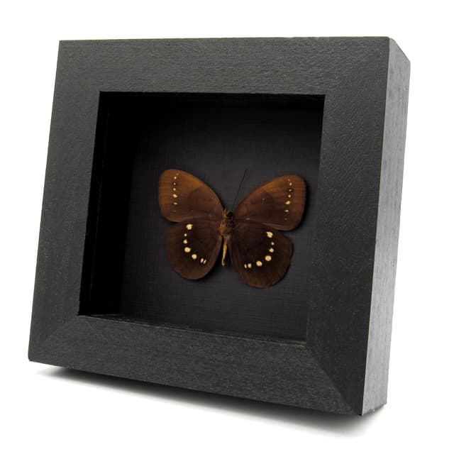Rare framed Satyr butterfly taxidermy - Satyridae species