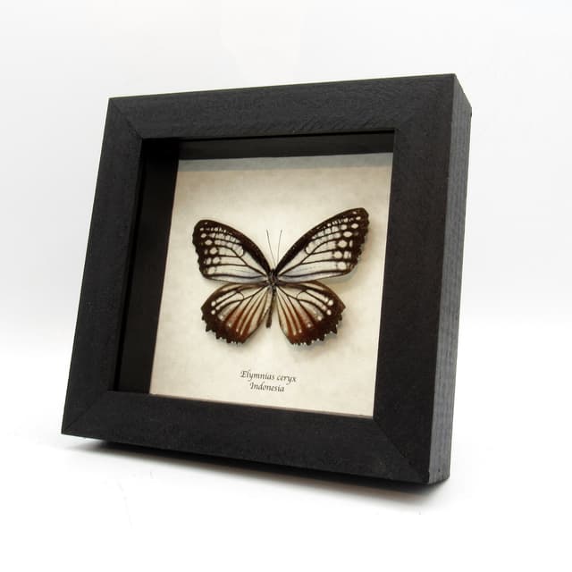Real Nymphalid butterfly framed taxidermy - Elymnias ceryx