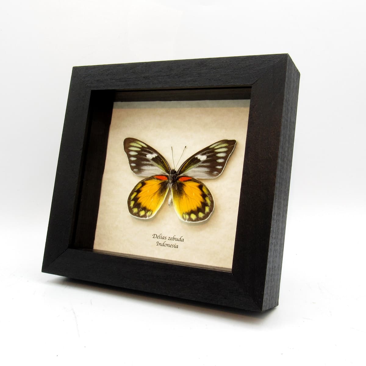 Real large yellow Delias butterfly framed taxidermy - Delias zebuda