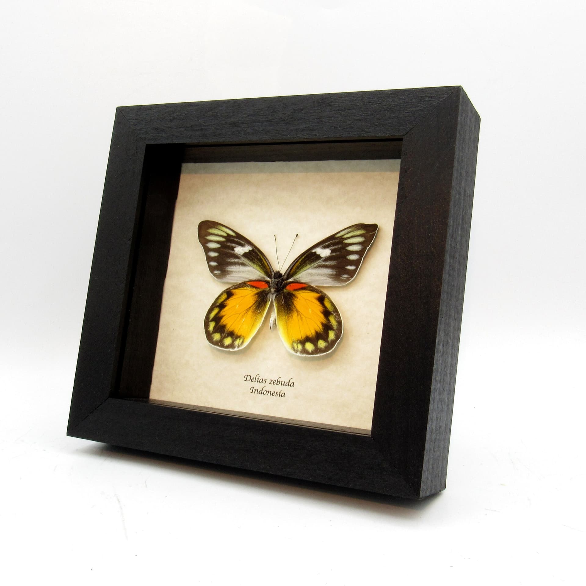 Real large yellow Delias butterfly framed taxidermy - Delias zebuda
