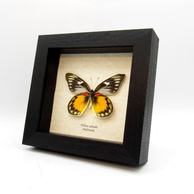 Real large yellow Delias butterfly framed taxidermy - Delias zebuda