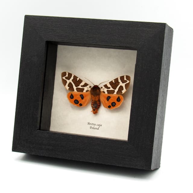 Real Garden Tiger moth framed taxidermy - Arctia caja