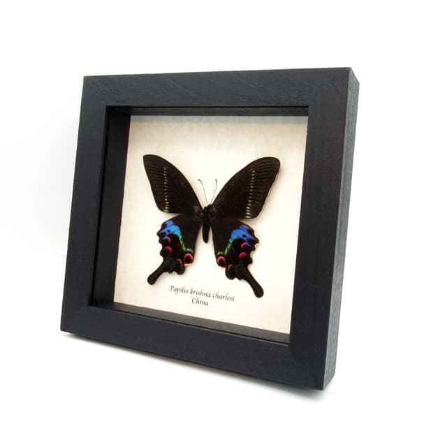 Rare Krishna Peacock Swallowtail butterfly framed taxidermy - Papilio krishna charlesi - minor damage