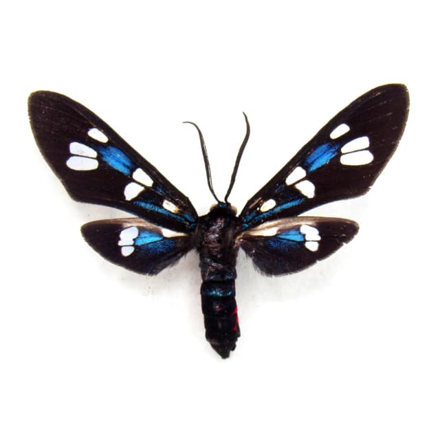 Rare Tiger Wasp Moth framed taxidermy - Amata species