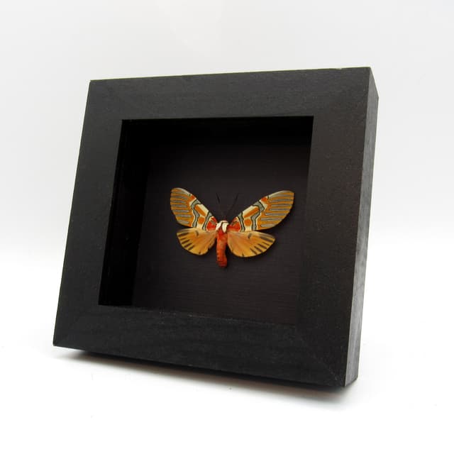 Rare Decorated Beauty moth framed taxidermy - Anaxita decorata