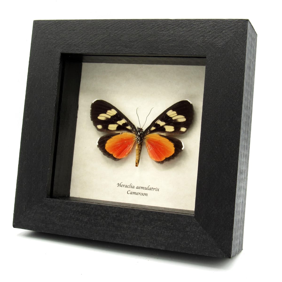 Rare False Tiger moth framed specimen - Heraclia aemulatrix