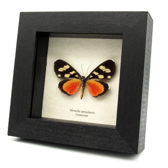 Rare False Tiger moth framed specimen - Heraclia aemulatrix