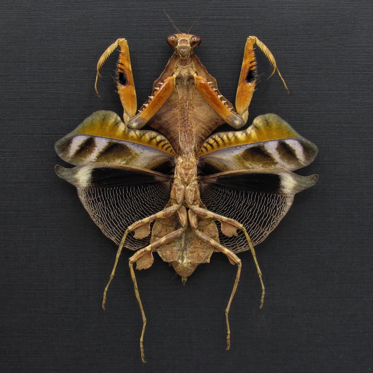 Real framed taxidermy Dead Leaf praying mantis - Deroplatys lobata - female