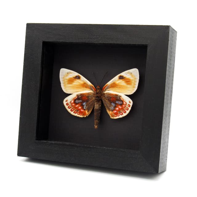Very rare rainbow Castniid moth framed specimen - Castnia psittacus