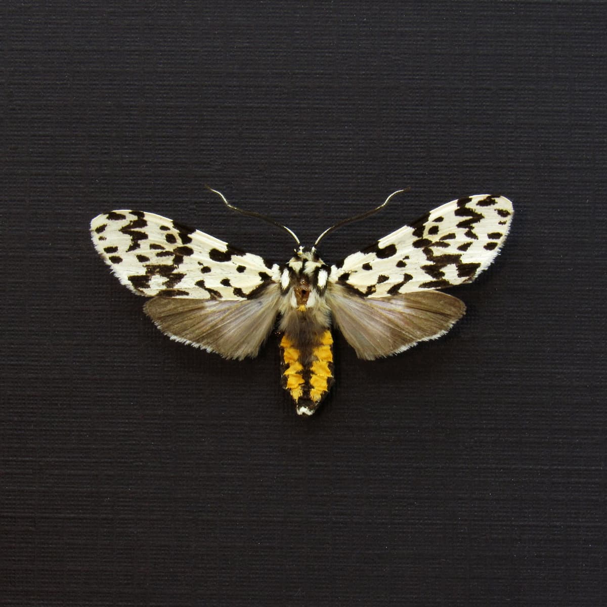 Real tiny Arctiid moth framed taxidermy - Galethalea portoricensis