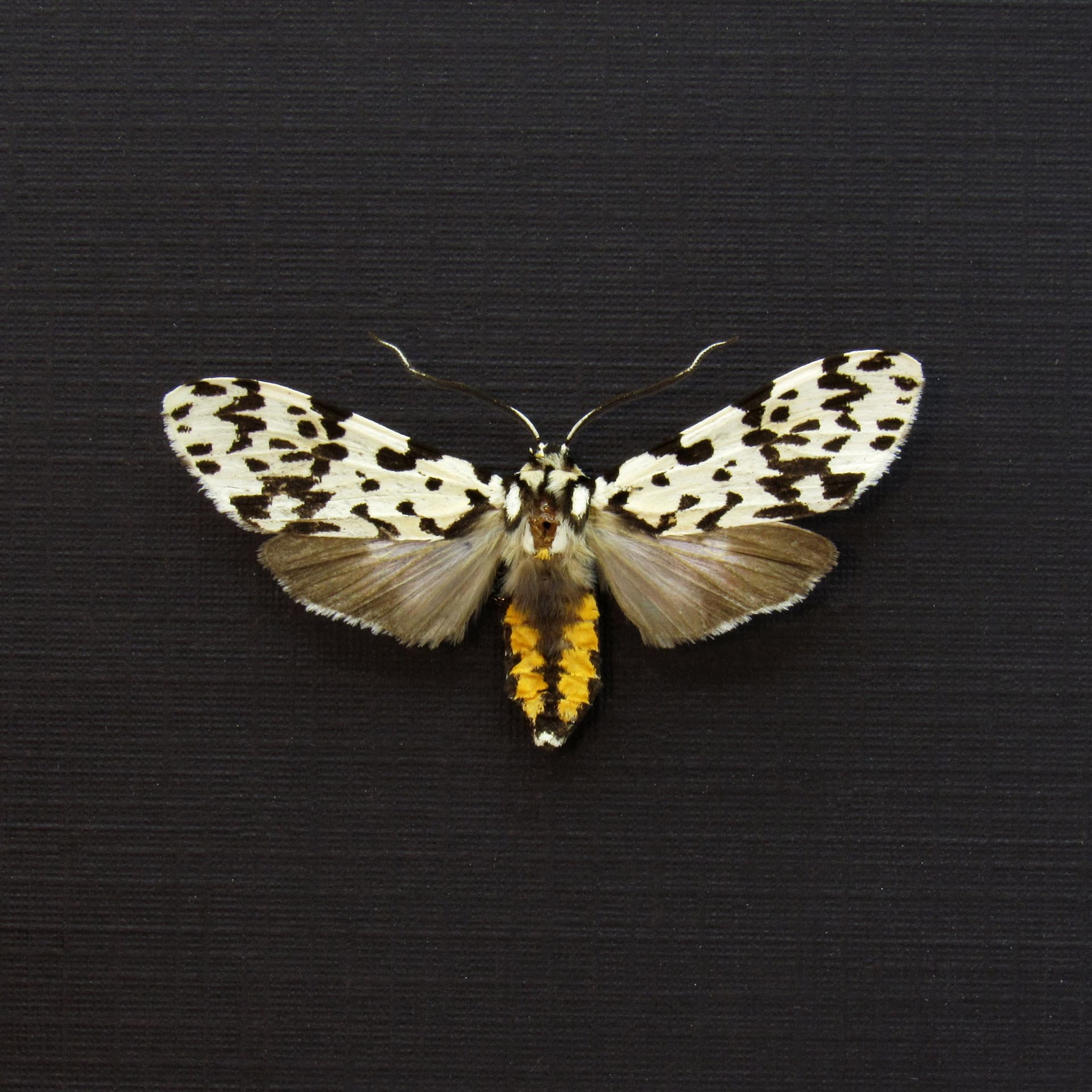 Real tiny Arctiid moth framed taxidermy - Galethalea portoricensis