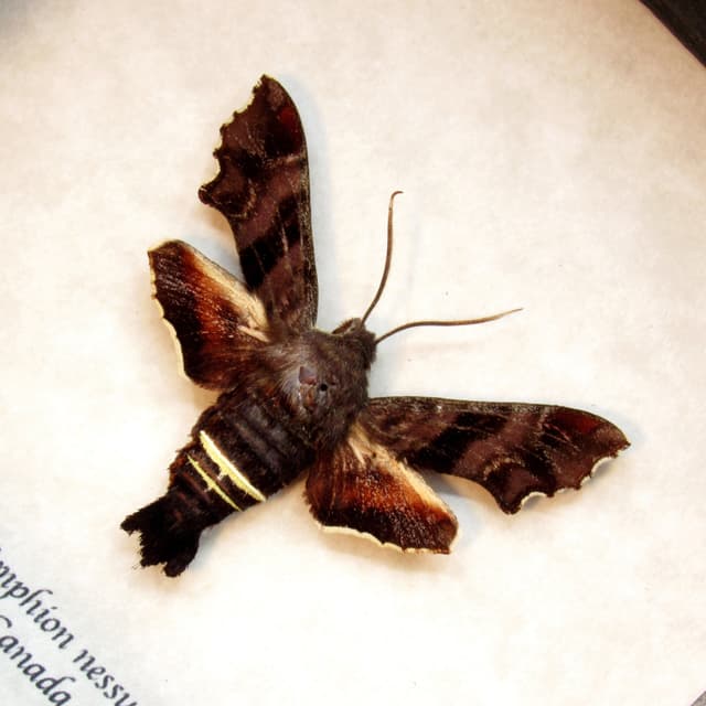 Real Nessus Sphinx moth framed taxidermy - Amphion nessus