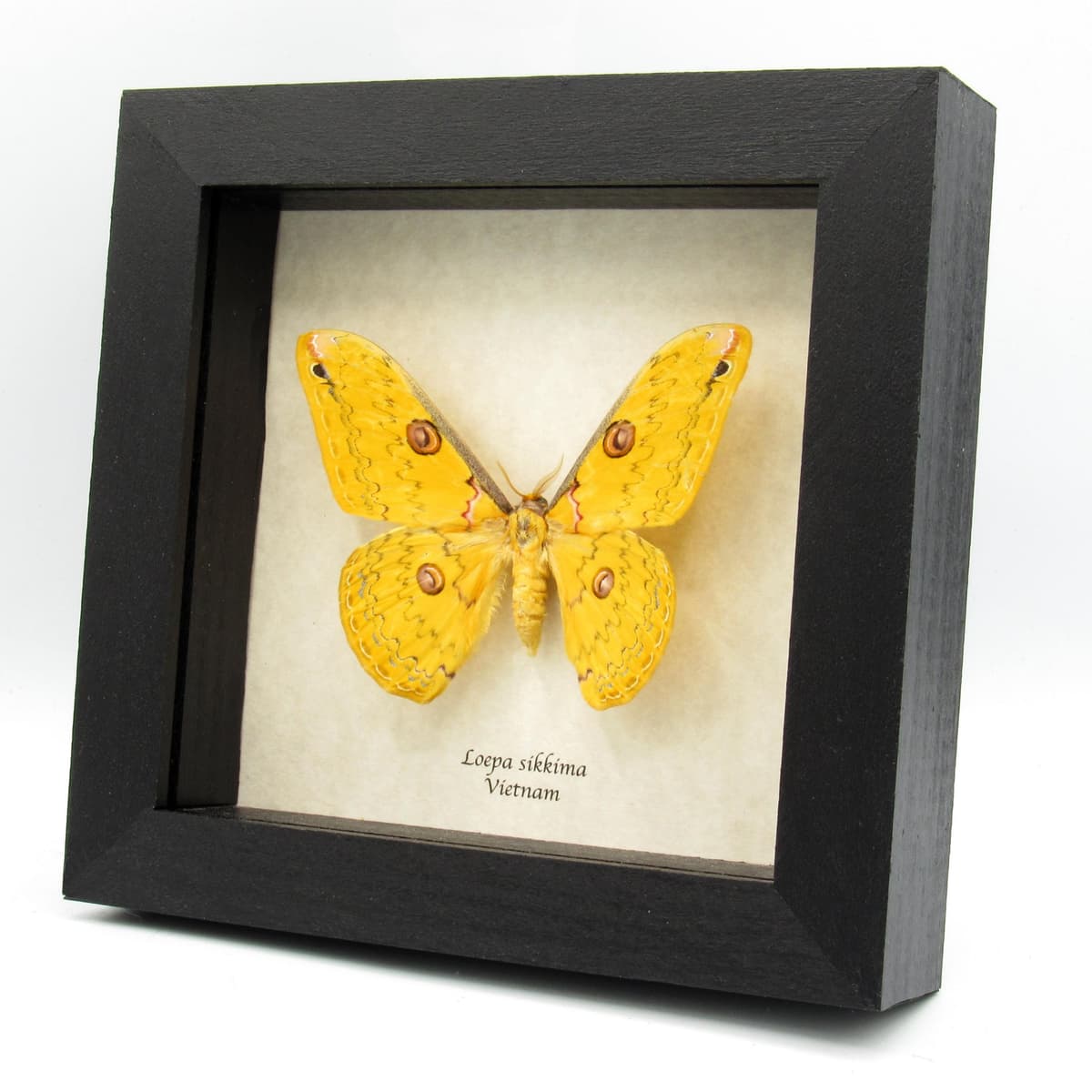 Real yellow moth framed taxidermy - Loepa sikkima