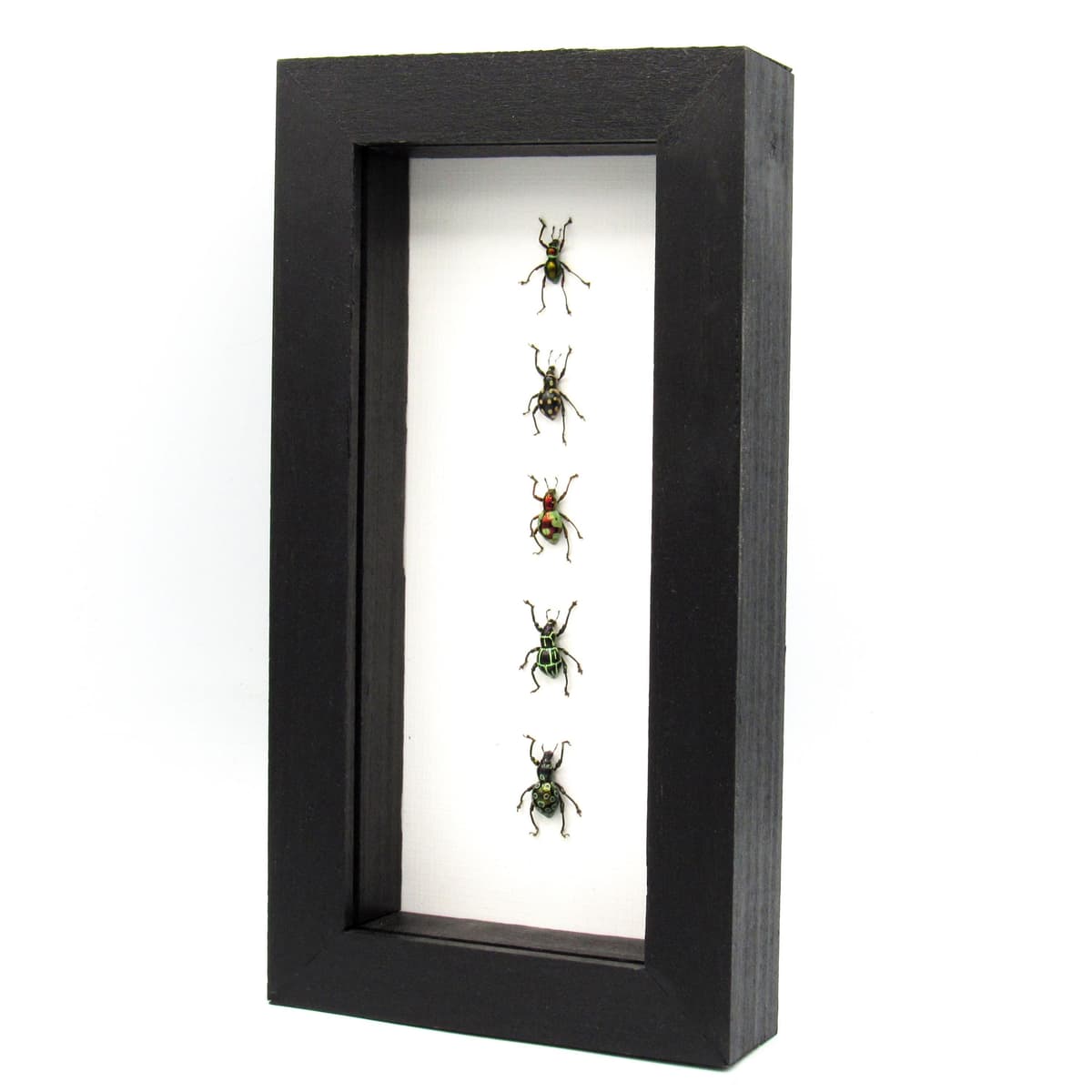 WEEVIL MANIA - real framed metallic weevil beetle collection