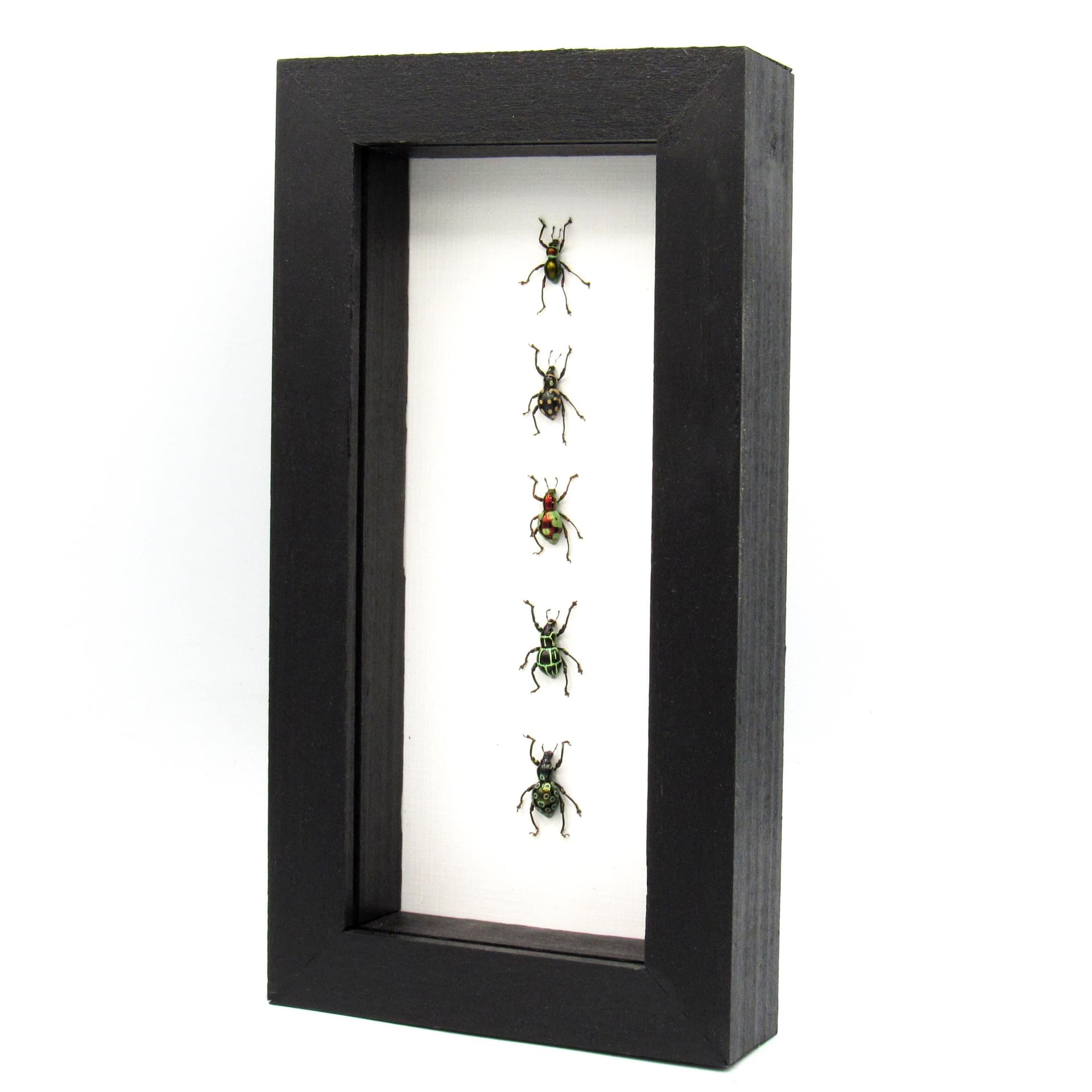 WEEVIL MANIA - real framed metallic weevil beetle collection