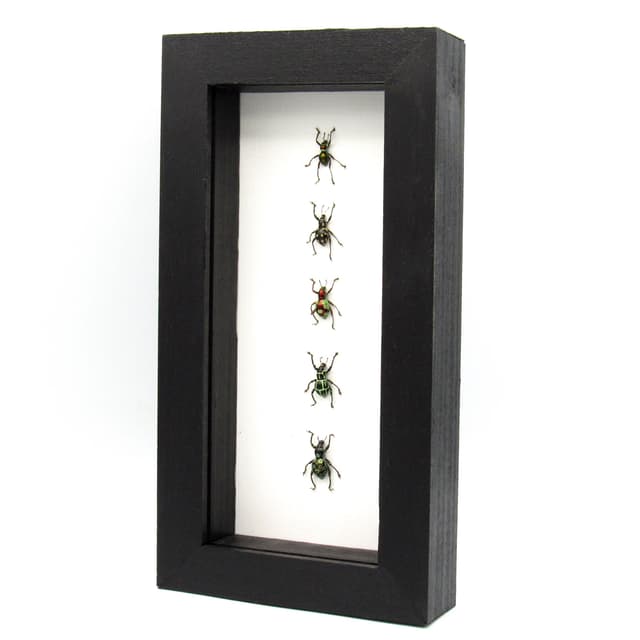 WEEVIL MANIA - real framed metallic weevil beetle collection