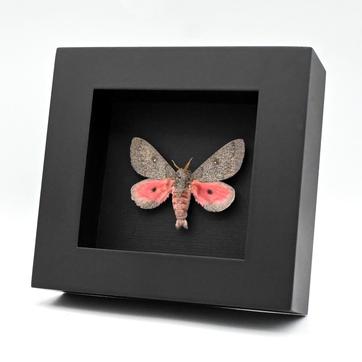 Real pink Hubbard's Silk Moth framed taxidermy - Sphingicampa hubbardi