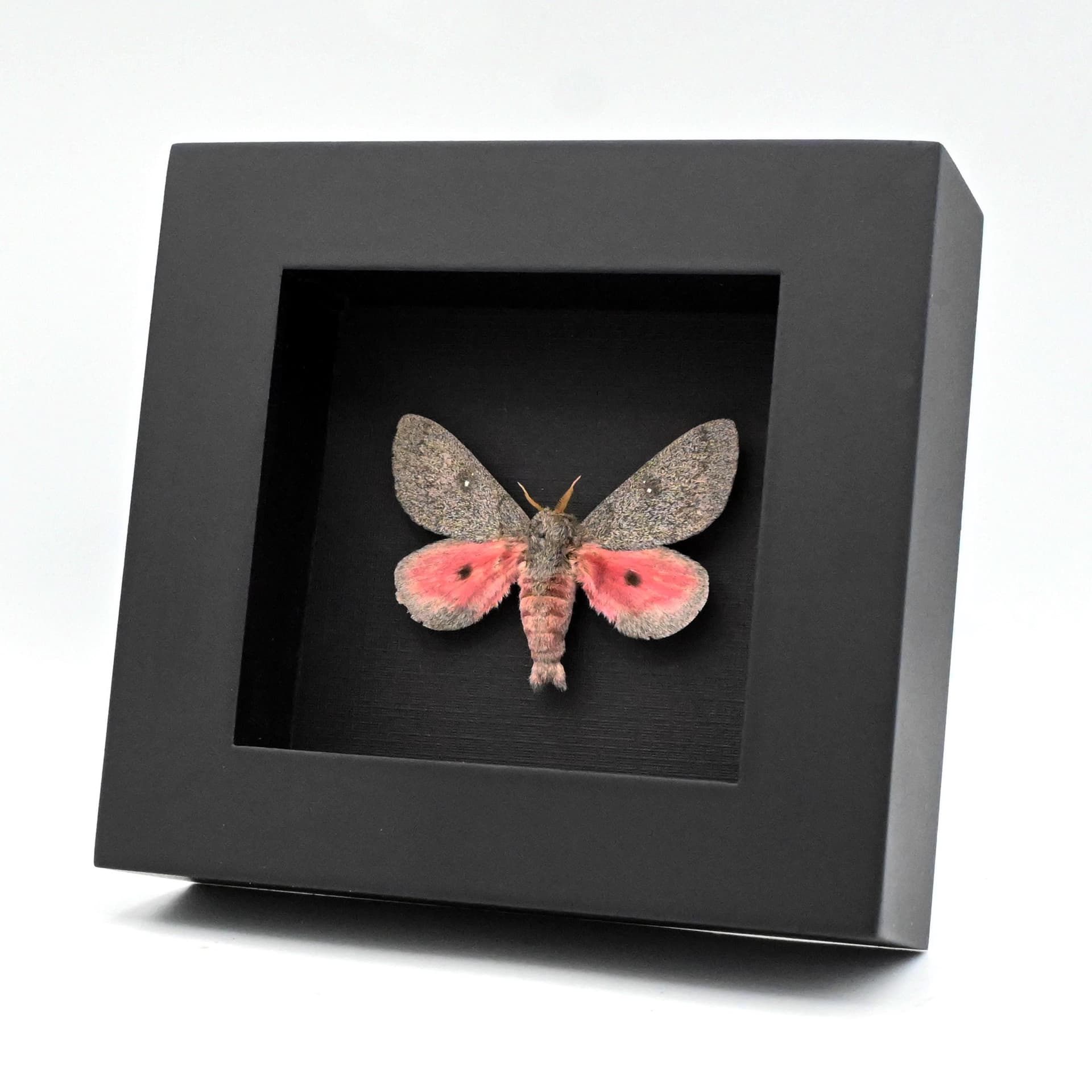 Real pink Hubbard's Silk Moth framed taxidermy - Sphingicampa hubbardi