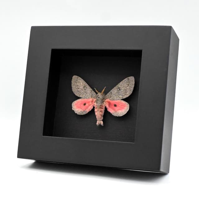 Real pink Hubbard's Silk Moth framed taxidermy - Sphingicampa hubbardi