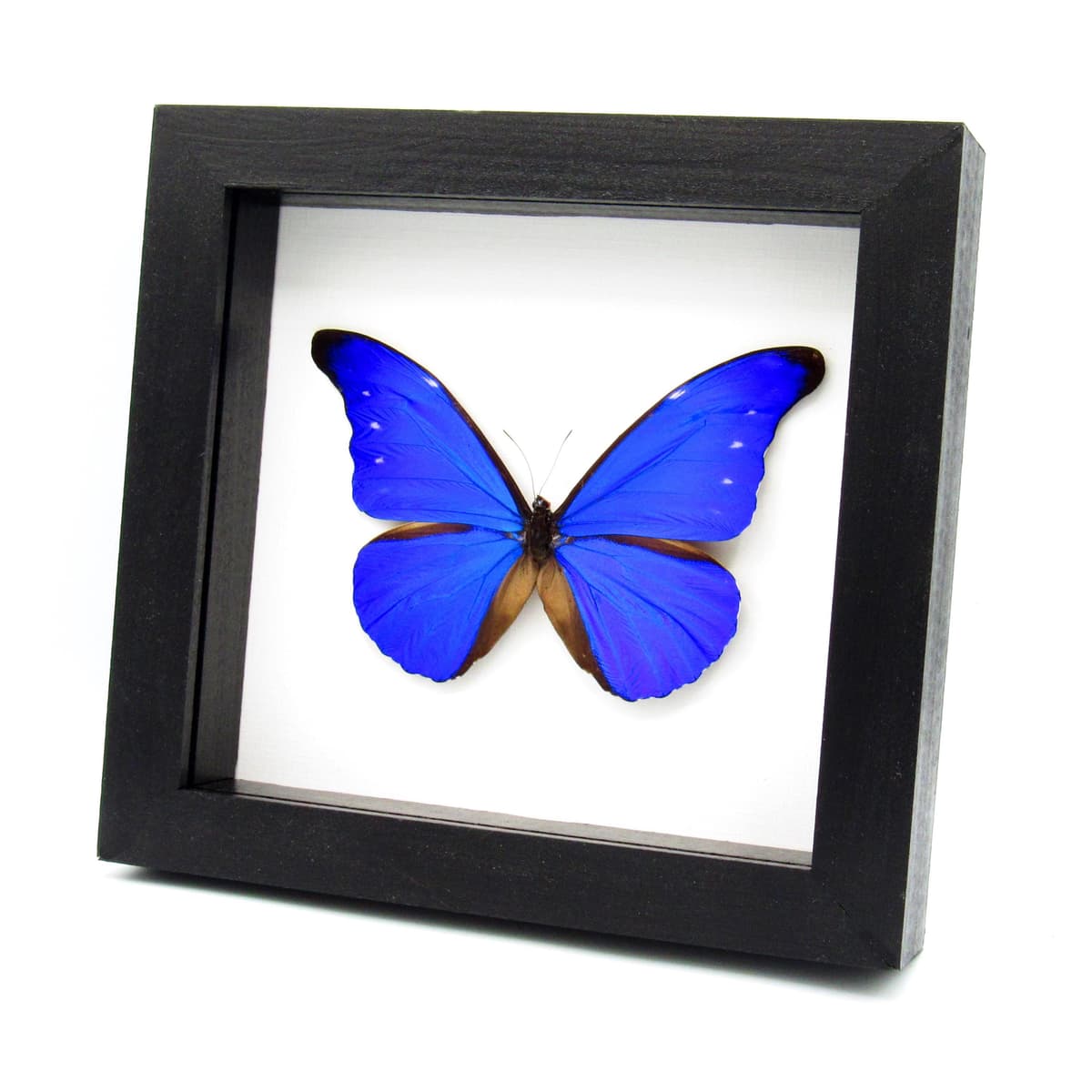 Rare metallic blue butterfly framed taxidermy - Morpho rhetenor cacica