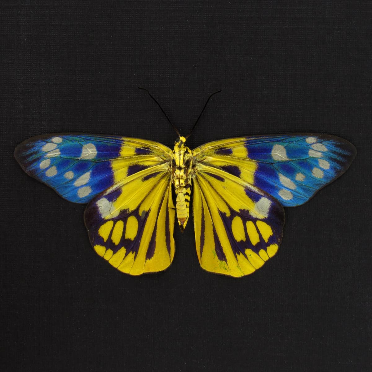 Rare yellow metallic Day Moth framed taxidermy - Psaphis scotais - female - Victorian mount