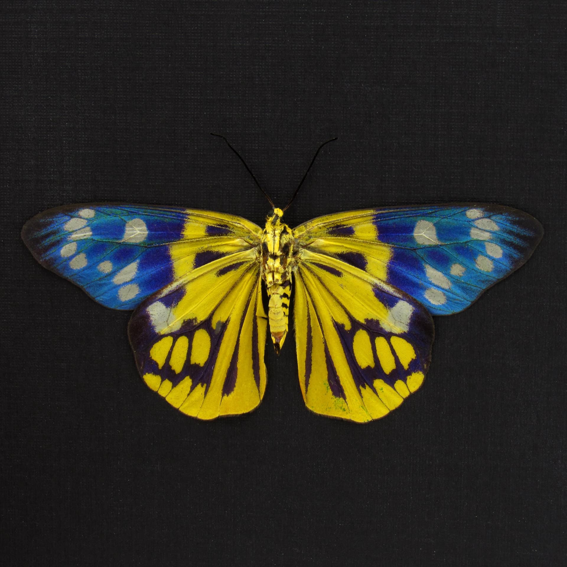 Rare yellow metallic Day Moth framed taxidermy - Psaphis scotais - female - Victorian mount