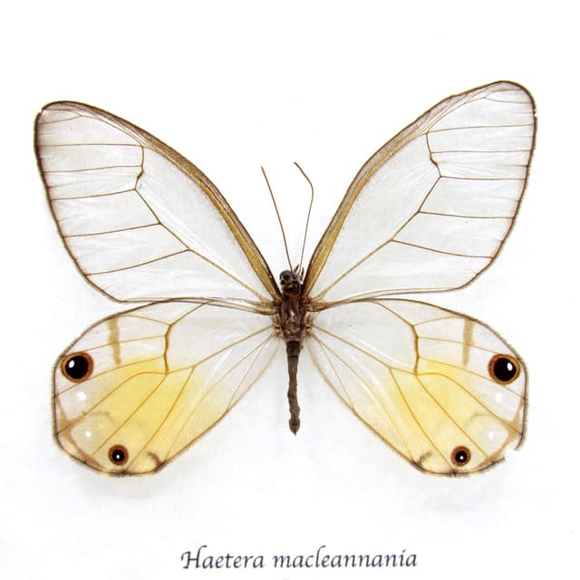 Real yellow Glass Wing butterfly framed taxidermy - Haetera macleannania