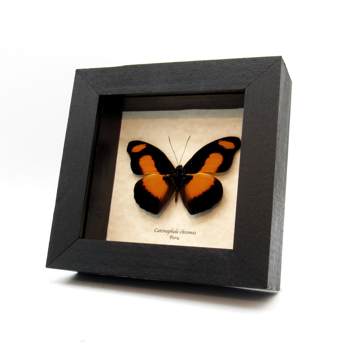 Real Chromis Firewing butterfly framed taxidermy - Catonephele  chromis