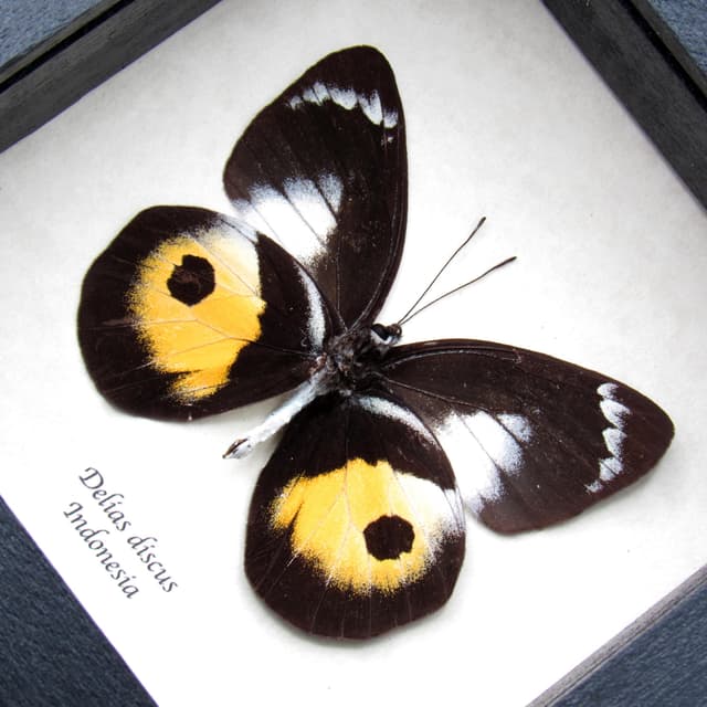 Real yellow Delias butterfly framed taxidermy - Delias discus