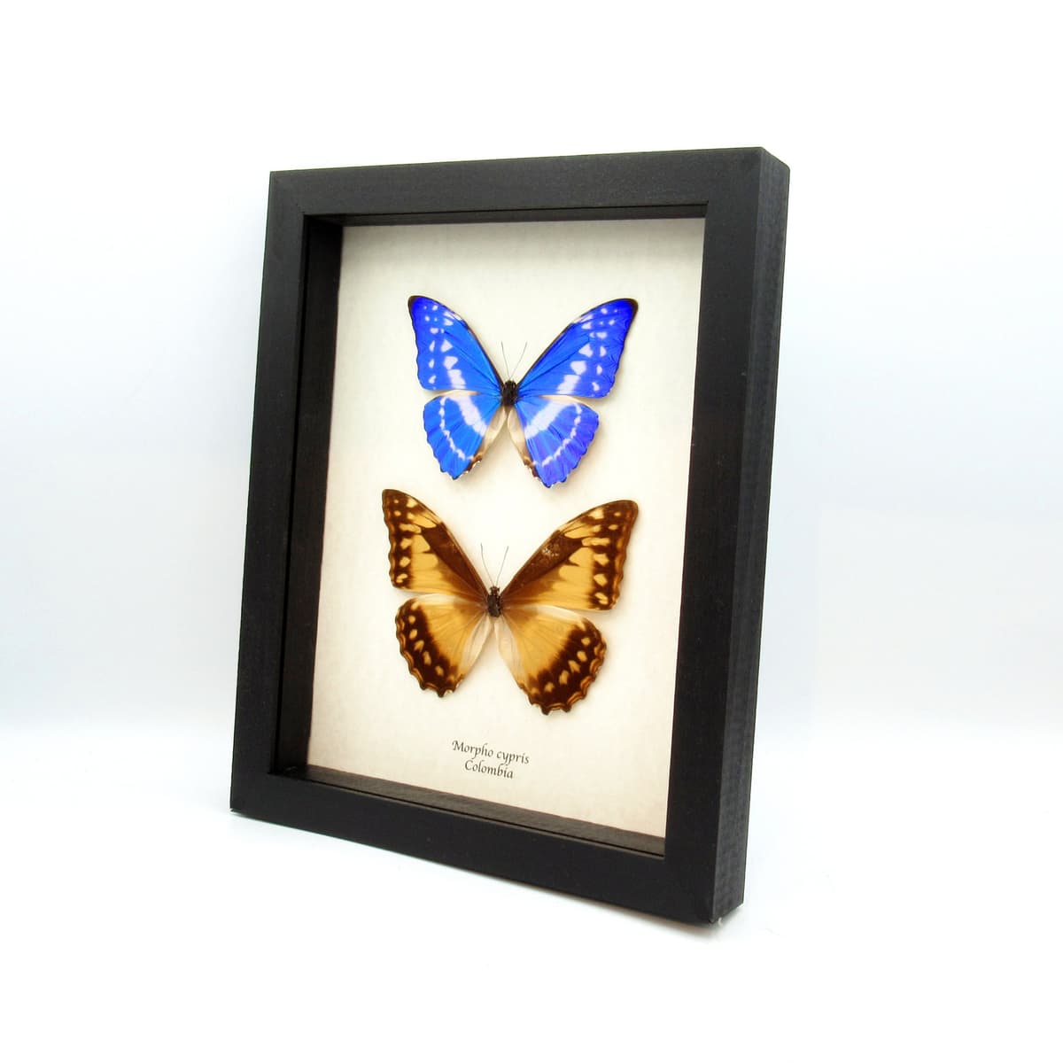 Real Morpho butterflies framed taxidermy - Morpho cypris - male and very rare female pair