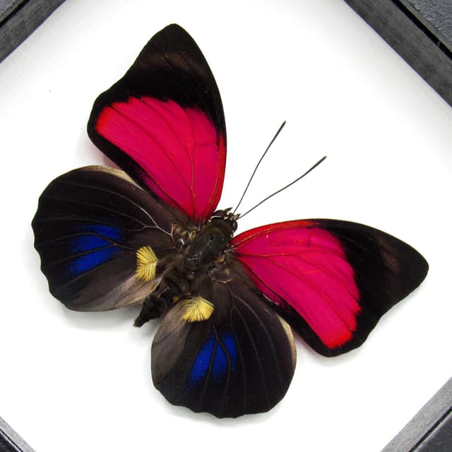 Real Brush-footed butterfly framed taxidermy - Agrias claudina lugens