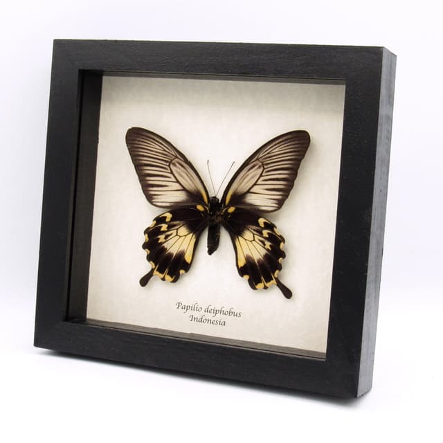 Rare Giant Swallowtail butterfly framed taxidermy - Papilio deiphobus - female