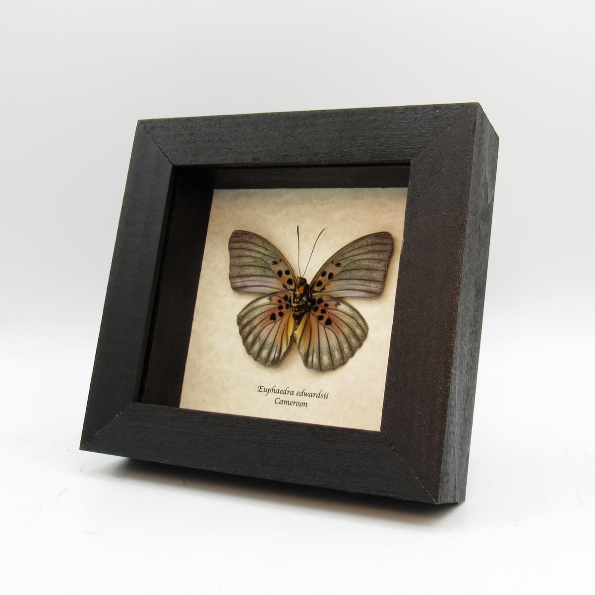 Real Forester butterfly framed taxidermy - Euphaedra edwardsii