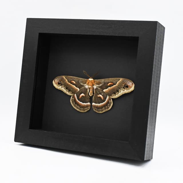 Real large Cecropia moth framed taxidermy - Hyalophora cecropia - Victorian mount