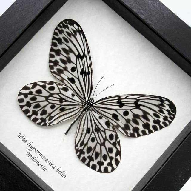 Real large Tree Nymph butterfly framed taxidermy - Idea hypermnestra belia