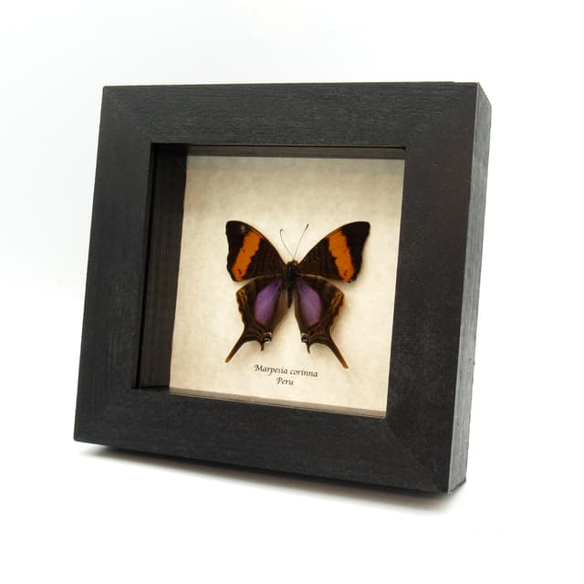 Real purple butterfly framed taxidermy - Marpesia corinna