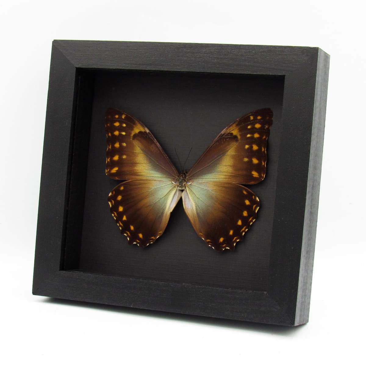 Real large framed Morpho butterfly taxidermy - Morpho Telemachus penelope