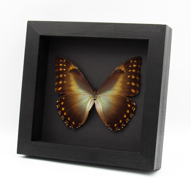 Real large framed Morpho butterfly taxidermy - Morpho Telemachus penelope