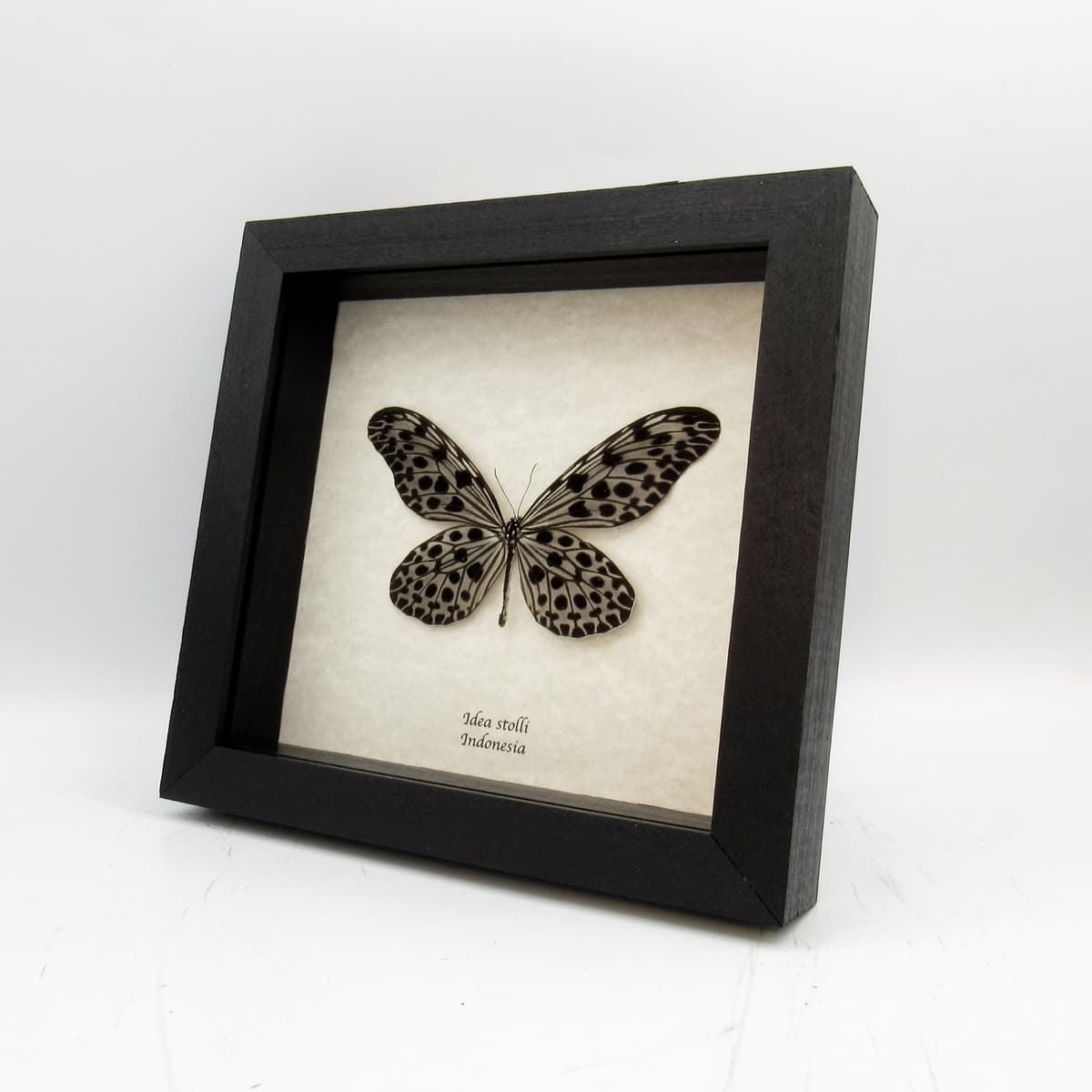 Real Silver Ricewing butterfly framed taxidermy - Idea stolli