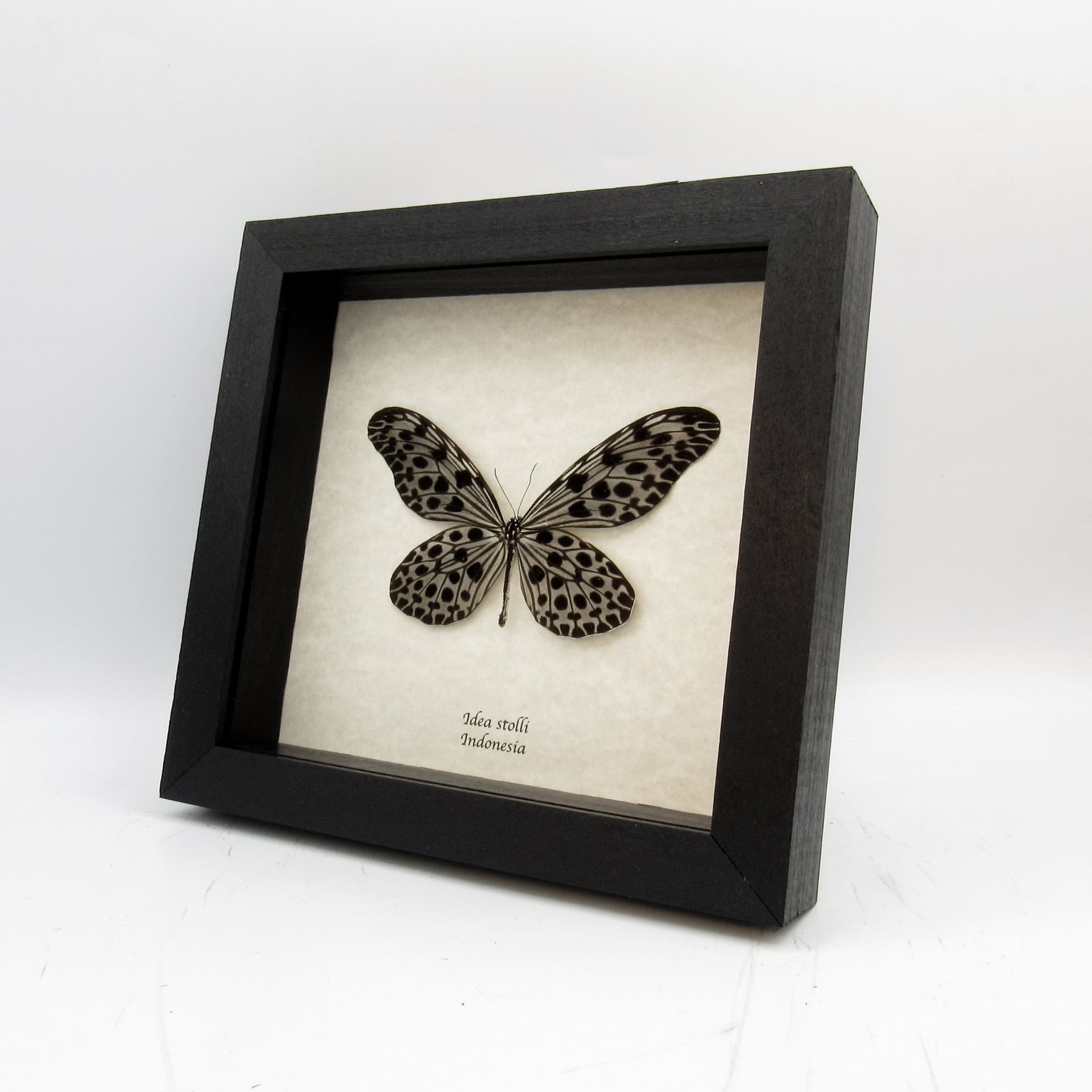 Real Silver Ricewing butterfly framed taxidermy - Idea stolli