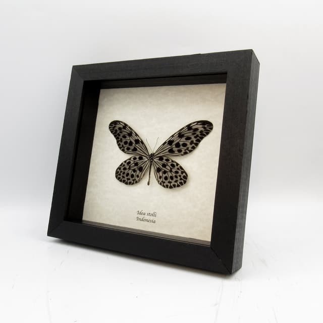 Real Silver Ricewing butterfly framed taxidermy - Idea stolli