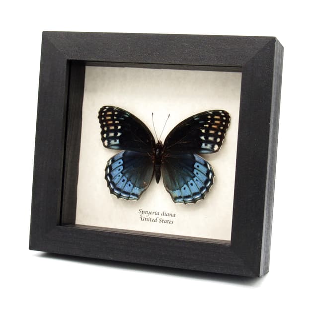 Rare Diana Fritillary framed taxidermy - Speyeria diana - large female