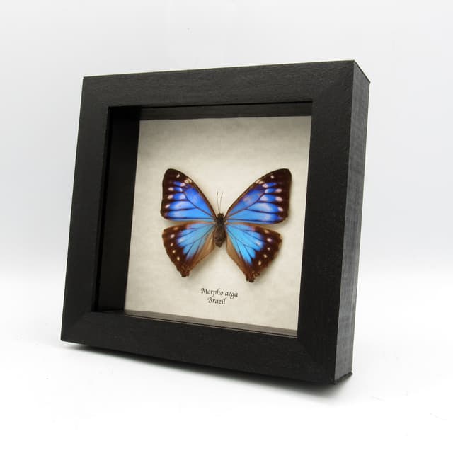 Rare blue Morpho butterfly framed taxidermy - Morpho Aega - female
