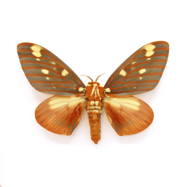 Real Royal Walnut moth framed taxidermy - Citheronia regalis