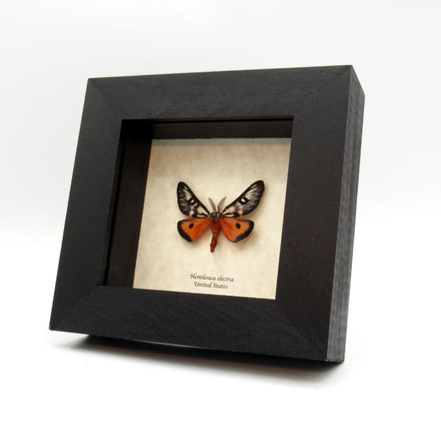 Real red Electra Buckmoth framed taxidermy - Hemileuca electra