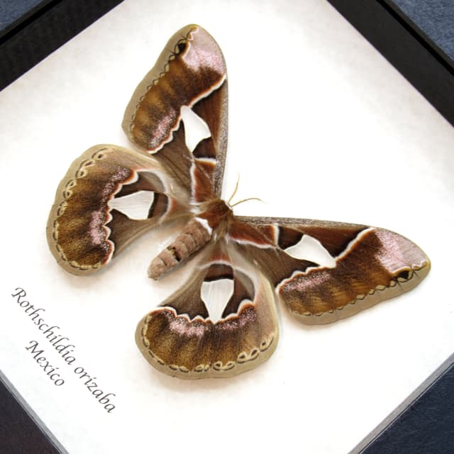 Real large Saturn moth framed taxidermy - Rothschildia orizaba - female